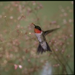 Ruby throated hummingbird. Credit: PublicDomainImages/Pixabay