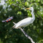 Blackbird Meets Egret. Near Pine Bluff, AR. Credit: https://mitchwessels.smugmug.com / Mitch Wessels Photography