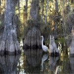 Egret among large cypress trees growing from bayou in wetlands