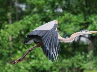 Great Blue Heron near Bayou Bartholomew and Pine Bluff, Arkansas. Credit: Mitch Wessels Photography, https://mitchwessels.smugmug.com and go2worku@yahoo.com