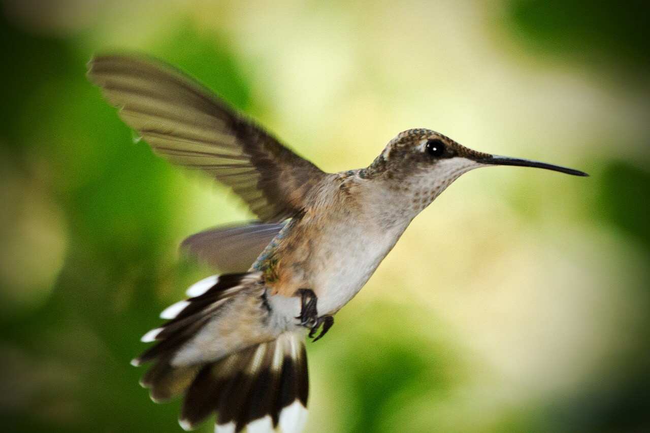 Ruby throated hummingbird (female). Credit: barryjones/Pixabay