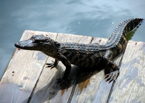 American alligator. Credit: Paulbr75/Pixabay