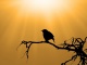 Bird silhouette against golden sky. Credit: PublicDomainPictures/Pixabay