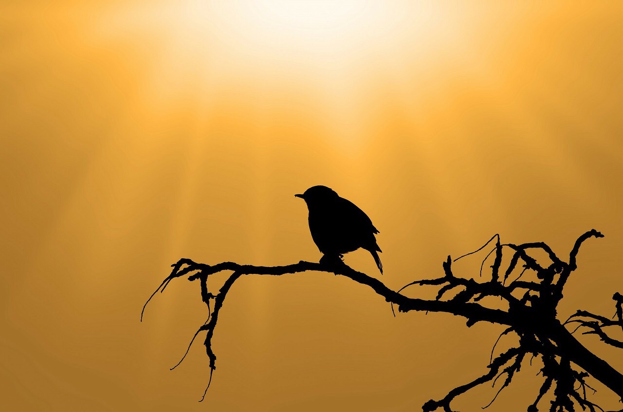 Bird silhouette against golden sky. Credit: PublicDomainPictures/Pixabay