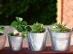 Potted plants on a balcony. Credit: Congerdesign/Pixabay Plant swap at Delta Rivers. Events and programs. Nature activities.
