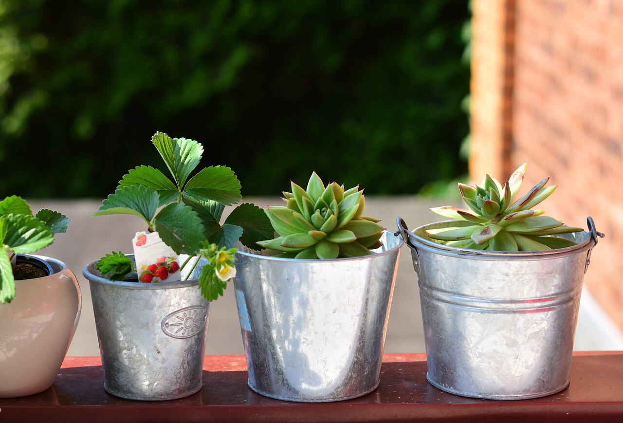 Potted plants on a balcony. Credit: Congerdesign/Pixabay Plant swap at Delta Rivers. Events and programs. Nature activities.