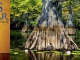 Delta Rhythm & Bayous Header Image. Composite of two images, an acoustic guitar against a gold background to the left and large cypress trees in Bayou Bartholomew to the right. Main Image. Revamped version to fit post image size. Credit: DRBA