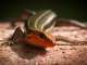 Five-lined skink. Credit: Skeeze/ Pixabay Learn About Reptiles
