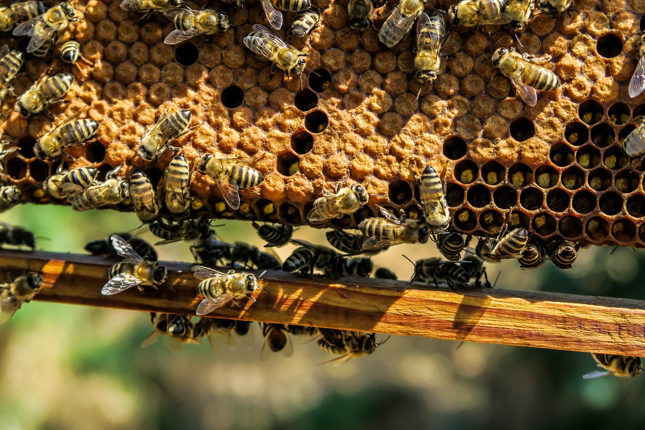 Honeybees on their honeycomb at an apiary. Beekeeping produces honey and other products. Credit: Pexels/Pixabay